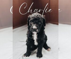 Sheepadoodle Dogs for adoption in MINNEAPOLIS, MN, USA