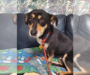 Dachshund-Unknown Mix Dogs for adoption in Woodland, CA, USA