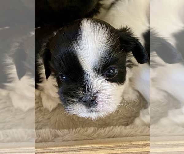Medium Photo #2 Shih Tzu Puppy For Sale in KETTLE FALLS, WA, USA
