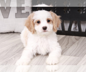 Cavapoo Puppy for sale in MARIETTA, GA, USA