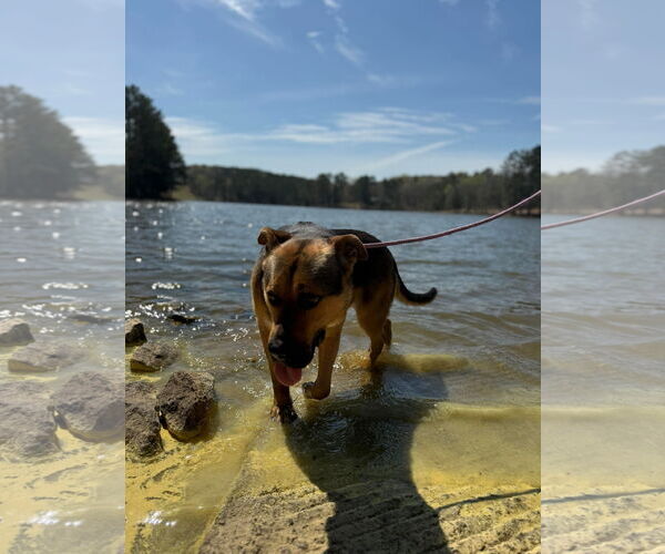 Medium Photo #10 Mutt Puppy For Sale in Woodbury, NY, USA