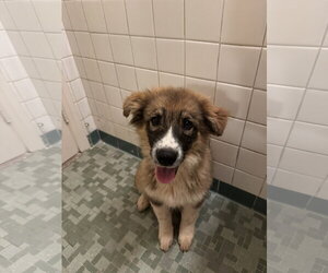 Bandit - Male Bernese Mountain Dog-Unknown Mix Dog for Adoption - Photo #3