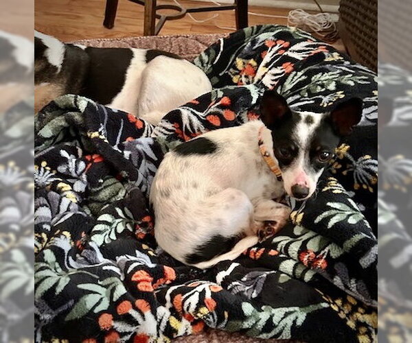 Medium Photo #2 Rat Terrier Puppy For Sale in Atlanta, GA, USA