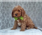 Small Photo #8 Cocker Spaniel-Poodle (Miniature) Mix Puppy For Sale in LAKELAND, FL, USA