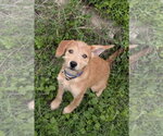 Small Mutt