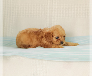 Cavalier King Charles Spaniel-Poodle (Toy) Mix Puppy for sale in ELKTON, KY, USA