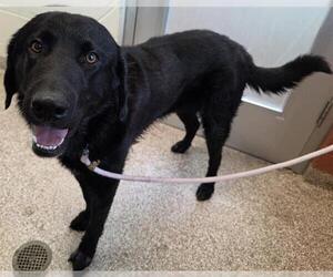 Labrador Retriever-Unknown Mix Dogs for adoption in Pueblo, CO, USA