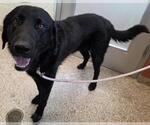 Small Labrador Retriever Mix