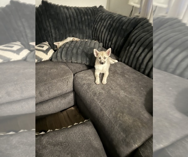 Medium Photo #130 Pomsky Puppy For Sale in LOVELAND, CO, USA
