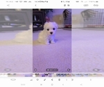 Small #3 Maltese