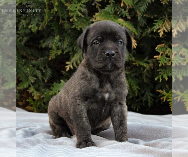 Medium Photo #1 Mastiff Puppy For Sale in MORGANTOWN, PA, USA