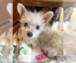 Mutt Dogs for adoption in Corona, CA, USA