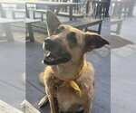 Small #1 Mutt