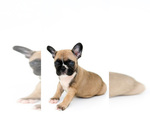 Small Photo #5 French Bulldog Puppy For Sale in WINTER GARDEN, FL, USA
