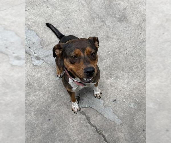 Medium Photo #1 Mutt Puppy For Sale in San Antonio, TX, USA