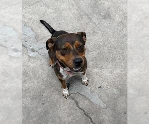 Mutt Dogs for adoption in San Antonio, TX, USA