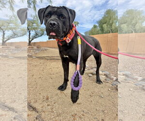 Mutt Dogs for adoption in Goodyear, AZ, USA