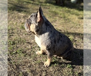 Father of the French Bulldog puppies born on 04/19/2022
