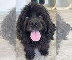 Small #6 Cocker Spaniel