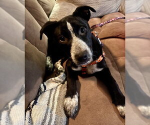 Lab-Pointer Dogs for adoption in Jefferson, NJ, USA