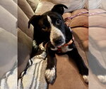 Small Lab-Pointer