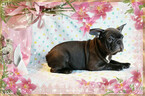 Small Photo #3 French Bulldog Puppy For Sale in ADRIAN, MI, USA