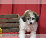 Small #1 Bichpoo