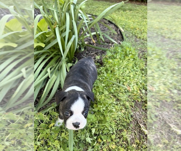 Medium Photo #9 Boston Terrier Puppy For Sale in FREDONIA, KS, USA