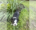 Small #8 Boston Terrier