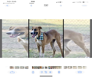 Medium Black Mouth Cur-Whippet Mix