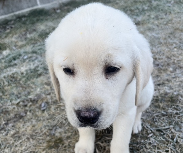 Medium Photo #2 Labrador Retriever Puppy For Sale in CLINTONVILLE, WI, USA
