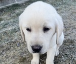 Small Photo #2 Labrador Retriever Puppy For Sale in CLINTONVILLE, WI, USA