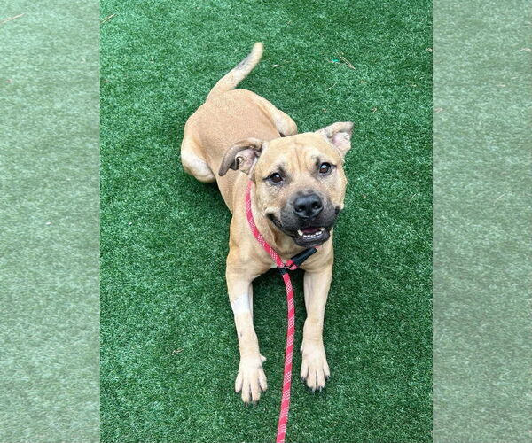 Medium Photo #1 Black Mouth Cur-Unknown Mix Puppy For Sale in Rockaway, NJ, USA