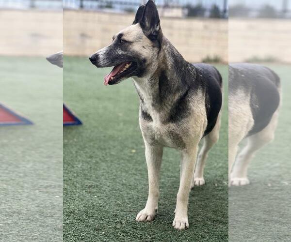 Medium Photo #3 German Shepherd Dog-Unknown Mix Puppy For Sale in Rockwall, TX, USA