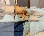Puppy Puppy 1 Golden Retriever