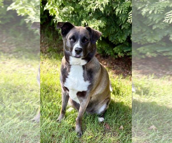 Medium Photo #4 Huskies -Labrador Retriever Mix Puppy For Sale in Spring Lake, NJ, USA