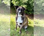 Small #3 Huskies -Labrador Retriever Mix