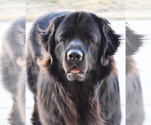 Father of the Newfoundland puppies born on 12/28/2019