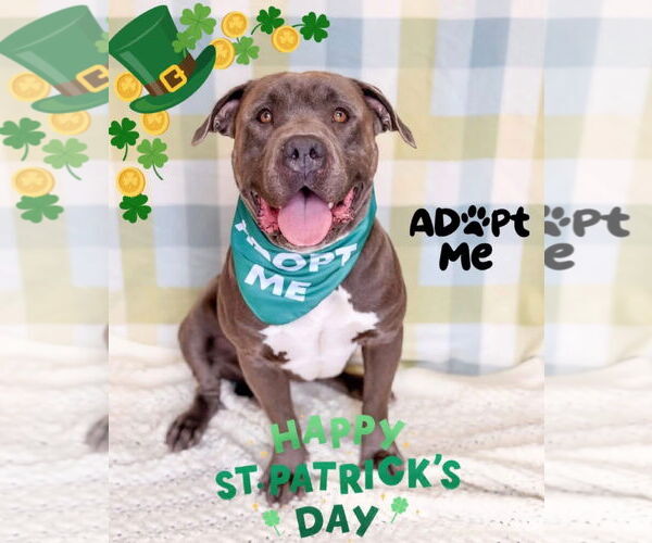 Medium Photo #5 Mutt Puppy For Sale in Pleasanton, TX, USA