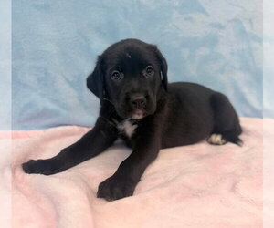American Staffordshire Terrier-Labrador Retriever Mix Dogs for adoption in Lakewood, CO, USA