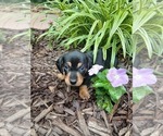 Puppy Puppy 2 Smokey Dachshund