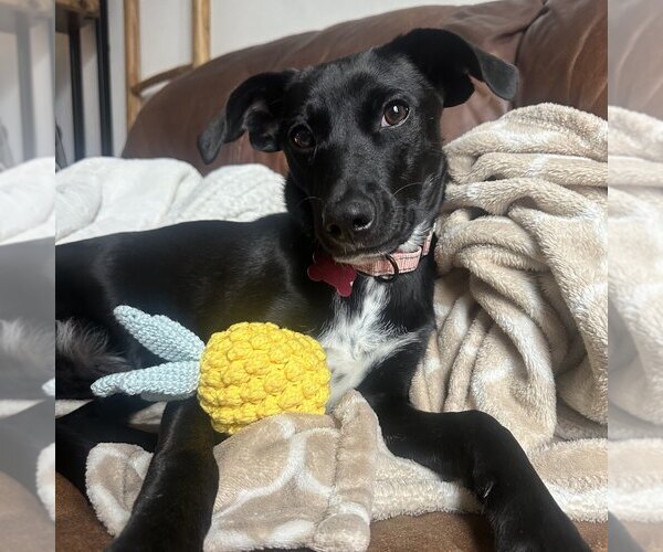 Medium Photo #14 Mutt Puppy For Sale in Boston, MA, USA