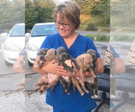 Small Photo #4 American Bully Puppy For Sale in TAZEWELL, VA, USA