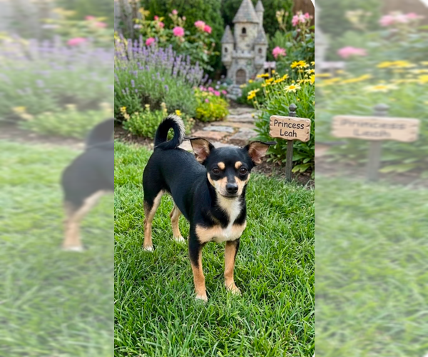 Medium Photo #1 Chihuahua-Unknown Mix Puppy For Sale in Cranston, RI, USA