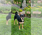 Small Chihuahua Mix