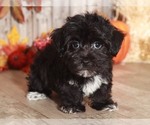 Small Photo #4 Yo-Chon Puppy For Sale in MOUNT VERNON, OH, USA