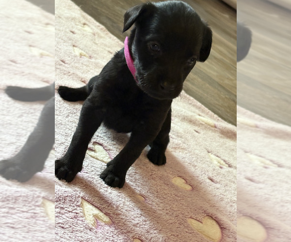 Medium Photo #2 Dutch Shepherd -Golden Retriever Mix Puppy For Sale in LAS VEGAS, NV, USA