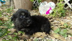 Small Photo #1 Morkie Puppy For Sale in SPRING HILL, KS, USA