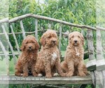 Small #1 Goldendoodle