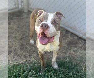 American Pit Bull Terrier-Unknown Mix Dogs for adoption in Modesto, CA, USA